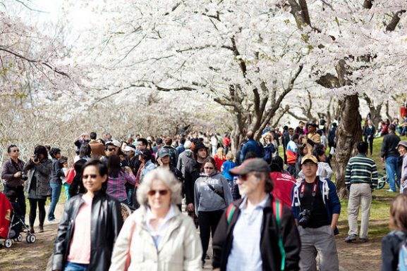 Populasi Jepang Terbesar di Kanada